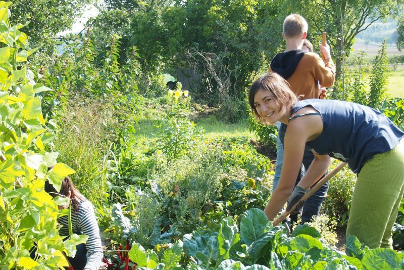 Volunteer working in a permaculture garden